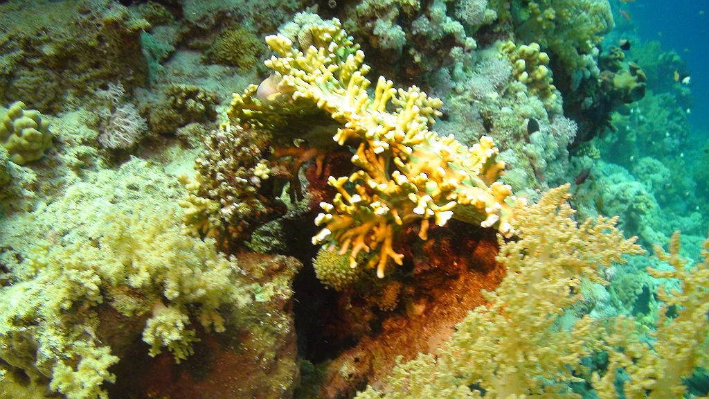 Original image